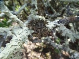 Tuckermanopsis orbata image