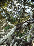 Tuckermanopsis orbata image