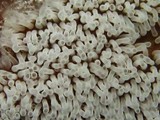 Ceratiomyxa fruticulosa var. fruticulosa image