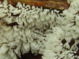 Ceratiomyxa fruticulosa var. fruticulosa image