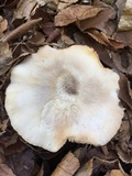 Pluteus petasatus image