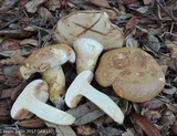 Tylopilus rhodoconius image
