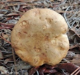 Tylopilus rhodoconius image