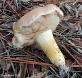 Tylopilus rhodoconius image