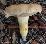 Tylopilus rhodoconius image