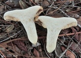 Tylopilus rhodoconius image