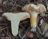 Tylopilus rhodoconius image