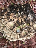 Meripilus sumstinei image