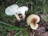 Hohenbuehelia petaloides image