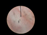 Hohenbuehelia petaloides image