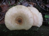 Panus conchatus image
