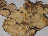Meripilus sumstinei image