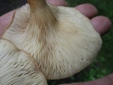Panus conchatus image