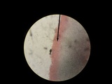 Panus conchatus image