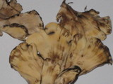 Meripilus sumstinei image