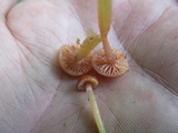 Hygrocybe laeta var. laeta image