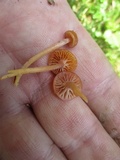 Hygrocybe laeta var. laeta image