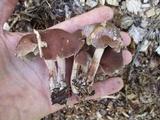Gymnopus luxurians image