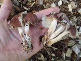 Gymnopus luxurians image