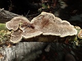 Cerrena unicolor image
