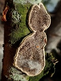 Cerrena unicolor image
