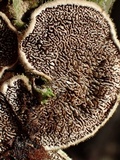 Cerrena unicolor image