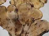 Meripilus sumstinei image