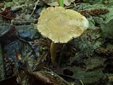 Hypholoma ericaeoides image