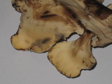 Meripilus sumstinei image