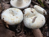 Lactarius piperatus image