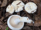 Lactarius piperatus image