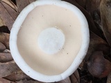 Lactarius piperatus image