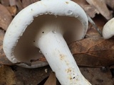 Lactarius piperatus image