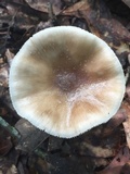 Amanita brunnescens image