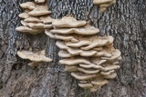 Vanderbylia robiniophila image