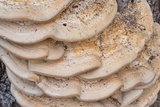 Vanderbylia robiniophila image