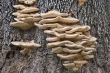 Vanderbylia robiniophila image