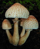 Leucoagaricus americanus image