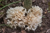 Hydnopolyporus fimbriatus image