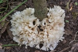 Hydnopolyporus fimbriatus image