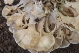 Hydnopolyporus fimbriatus image