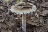Amanita cinereconia image