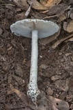 Amanita cinereconia image