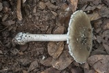 Amanita cinereconia image