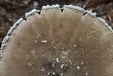 Amanita cinereconia image