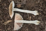 Amanita cinereconia image