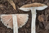 Amanita cinereconia image