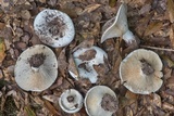 Lactarius piperatus image