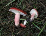 Russula sanguinaria image