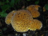 Inonotus dryadeus image